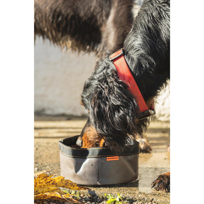 Laisse à boucle moderne classique pour chiens differentes tailles